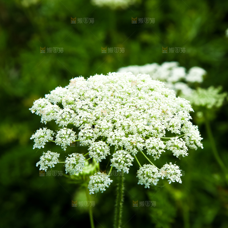 野胡萝卜花