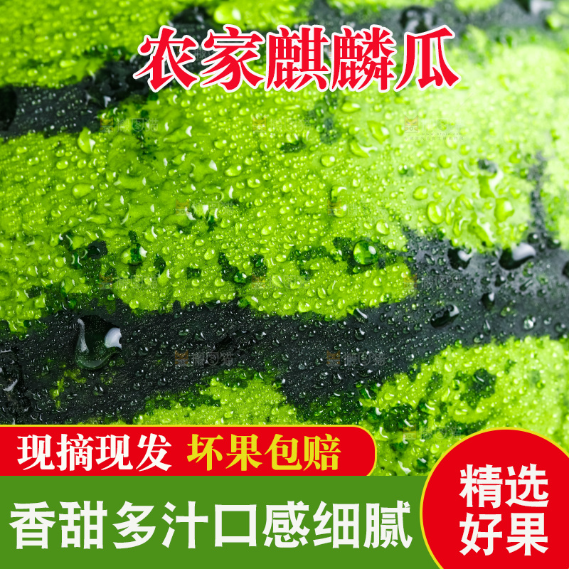 西瓜果皮纹理