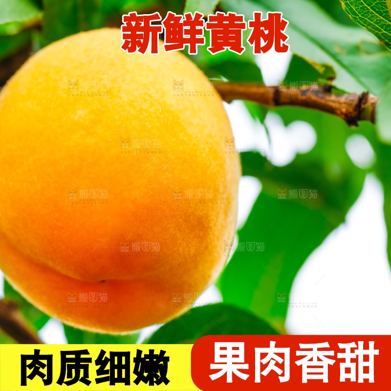 桃树上结的黄桃