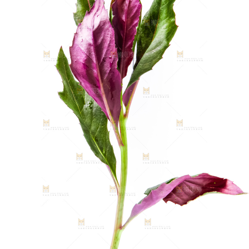 白底上摆放着血皮菜