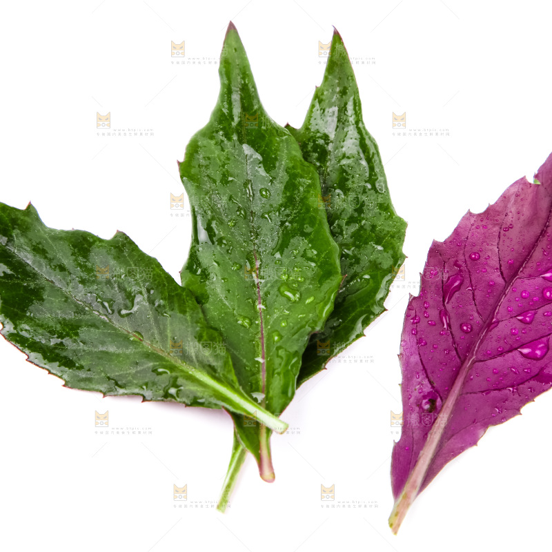 白底上摆放着血皮菜