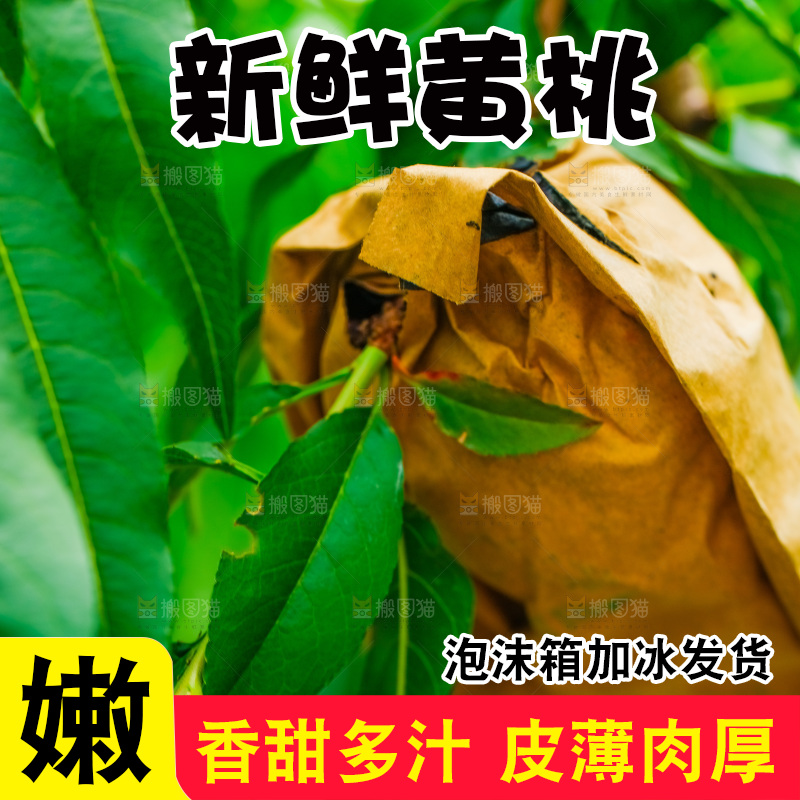 树枝上套袋的黄桃