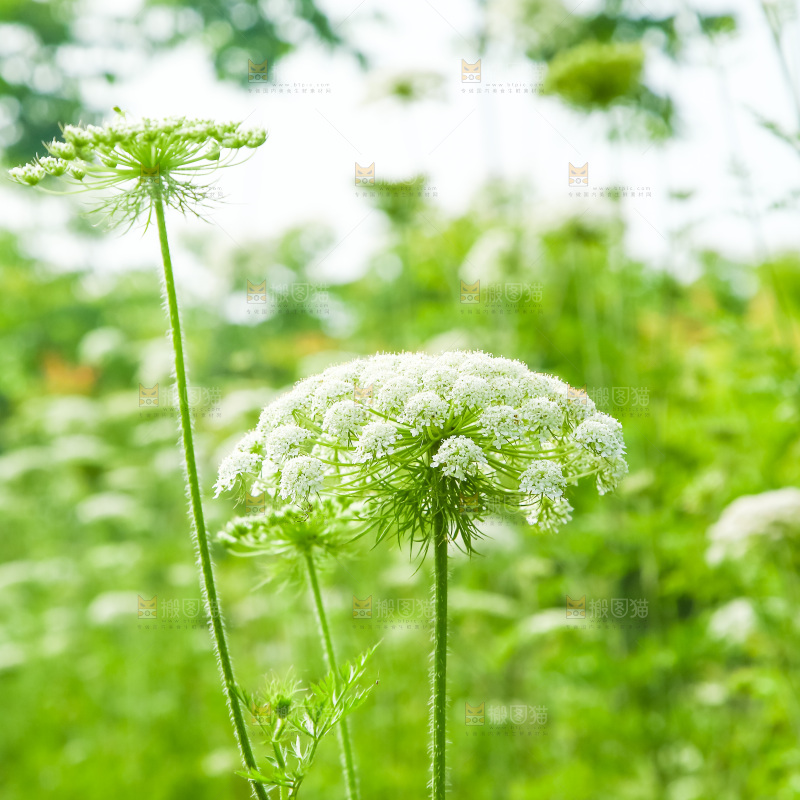 野胡萝卜花