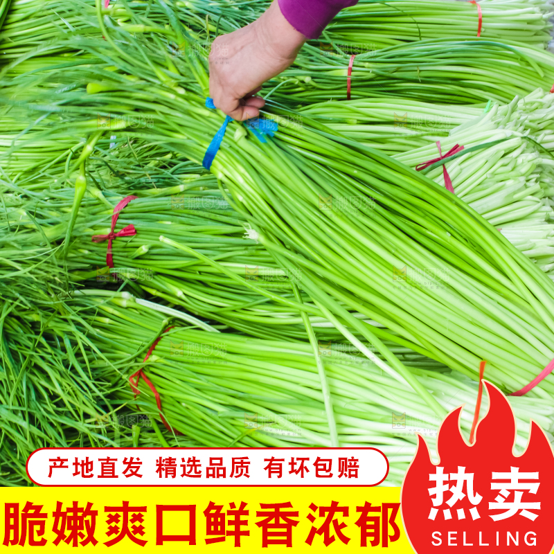 一堆新鲜蒜苔