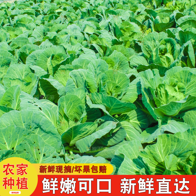 地里种着包菜