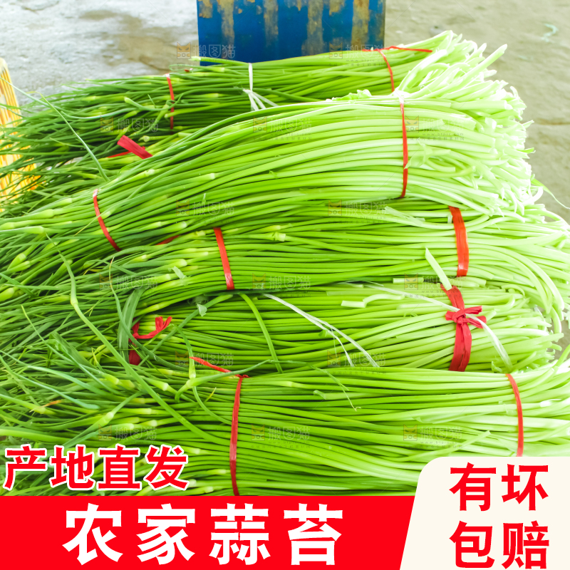 手里拿着蒜苔