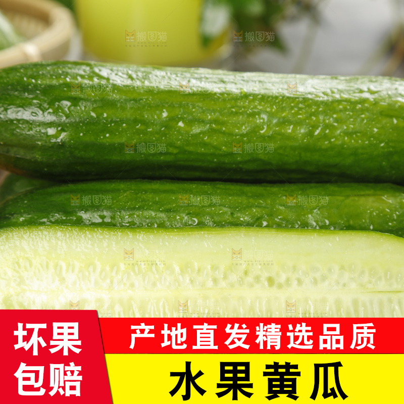 新鲜的山东水果黄瓜放在木板上