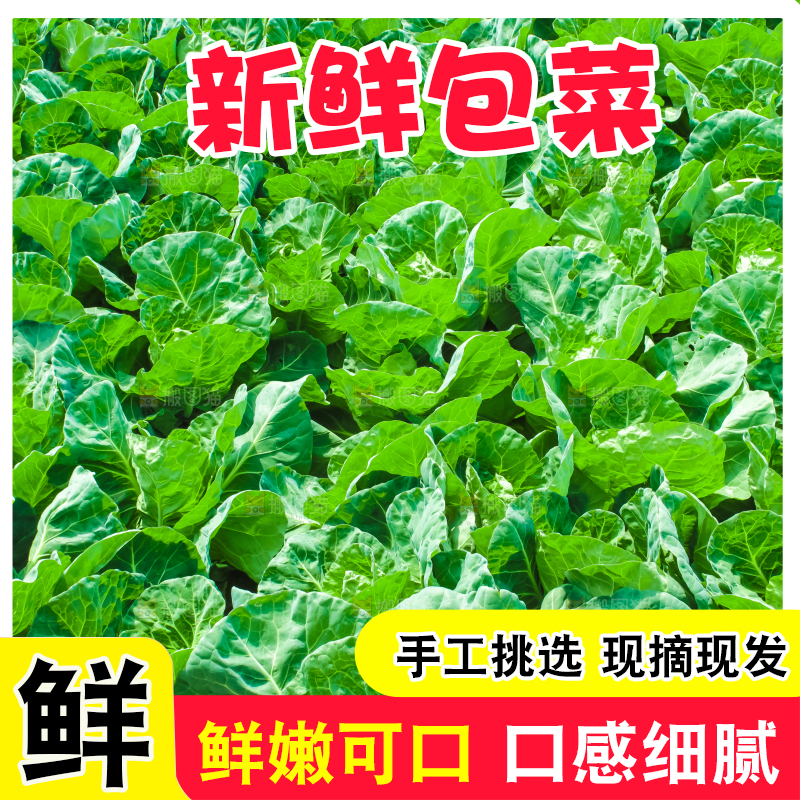 地里种着包菜