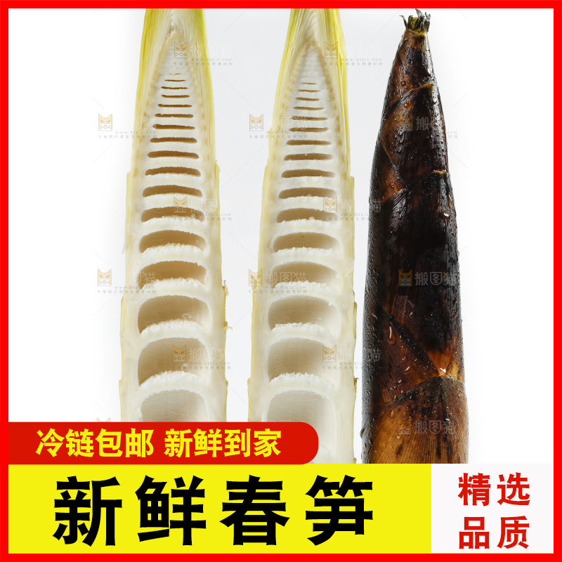 新鲜野生竹笋放在白底上