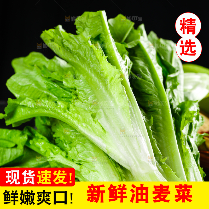 黑底上的油麦菜