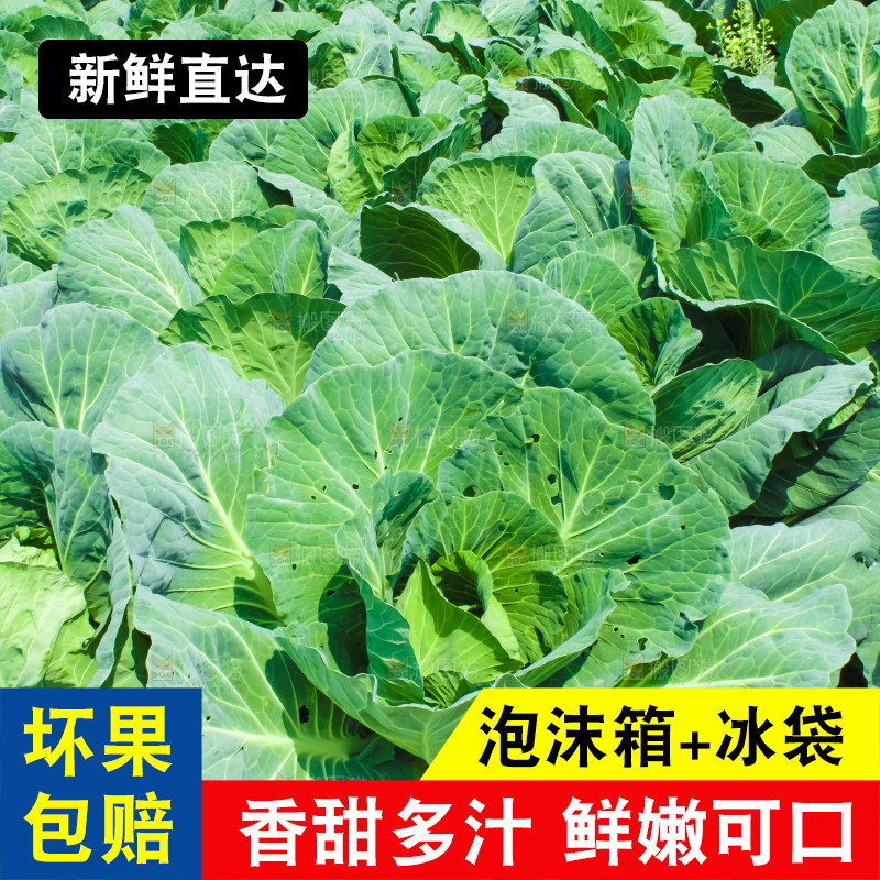 地里种着包菜