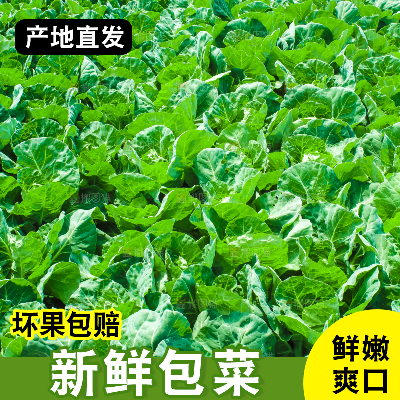 地里种着包菜