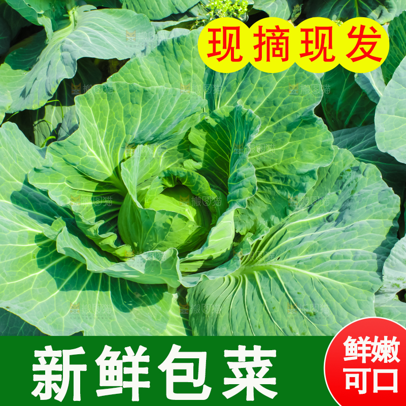 地里种着包菜