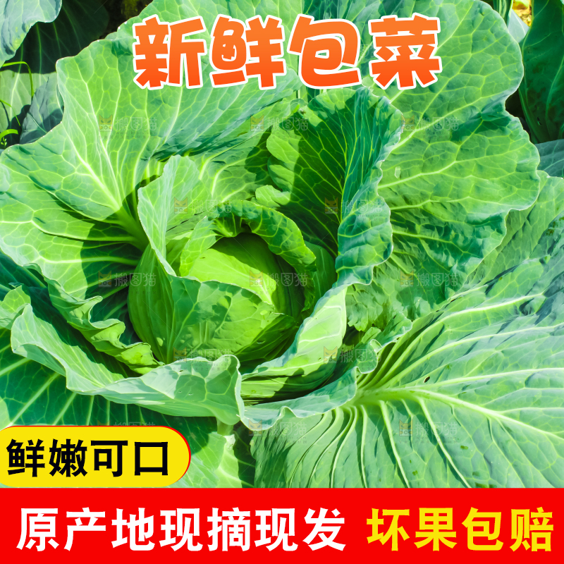 地里种着包菜