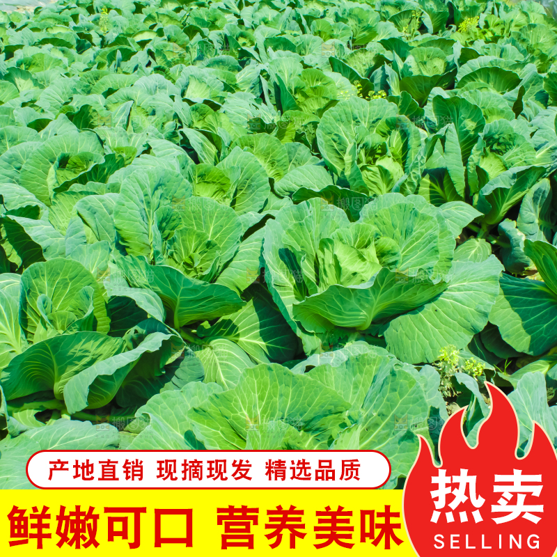 地里种着包菜