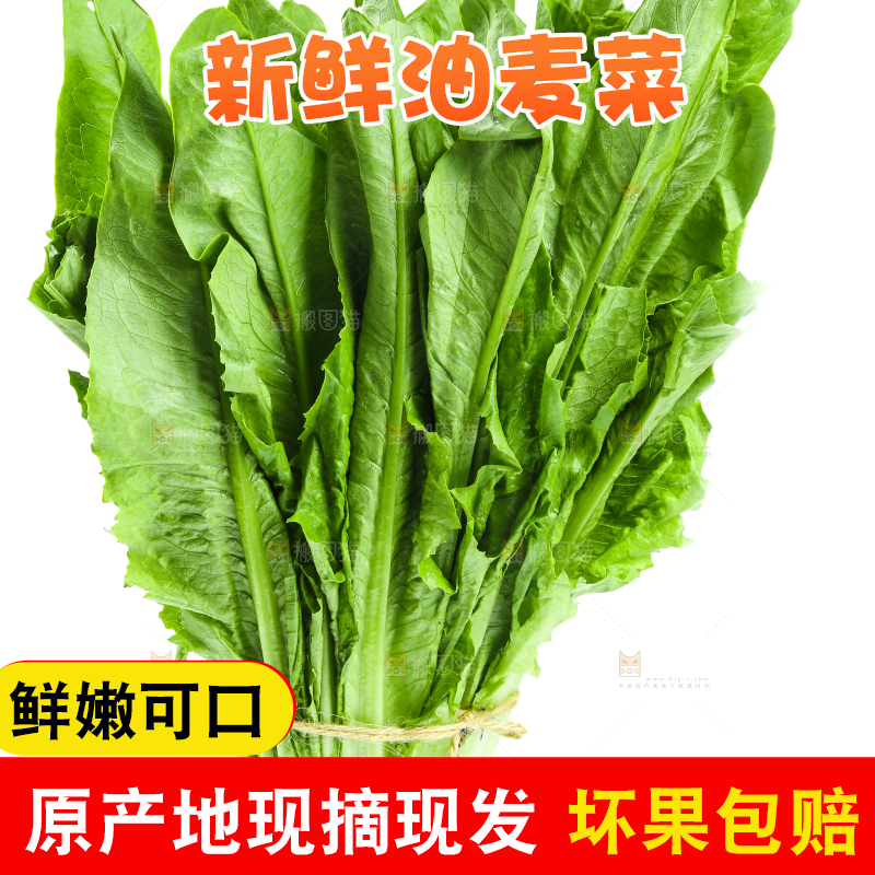 白底上摆放着油麦菜