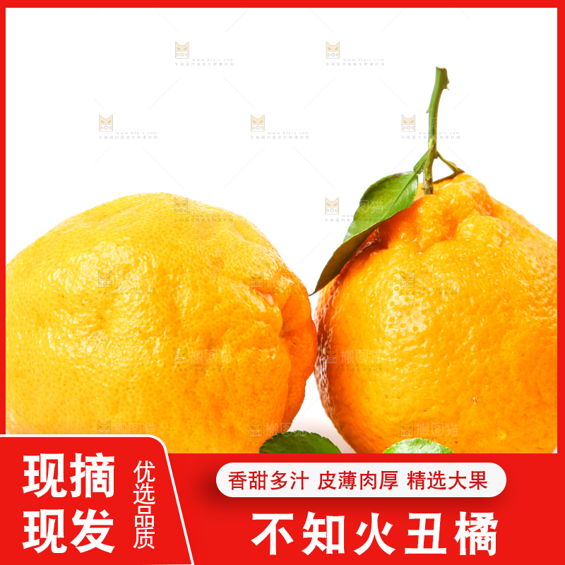 新鲜的丑橘放在白底上