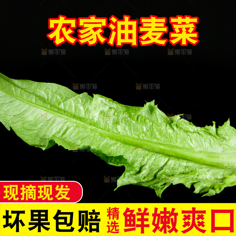 黑底上的油麦菜