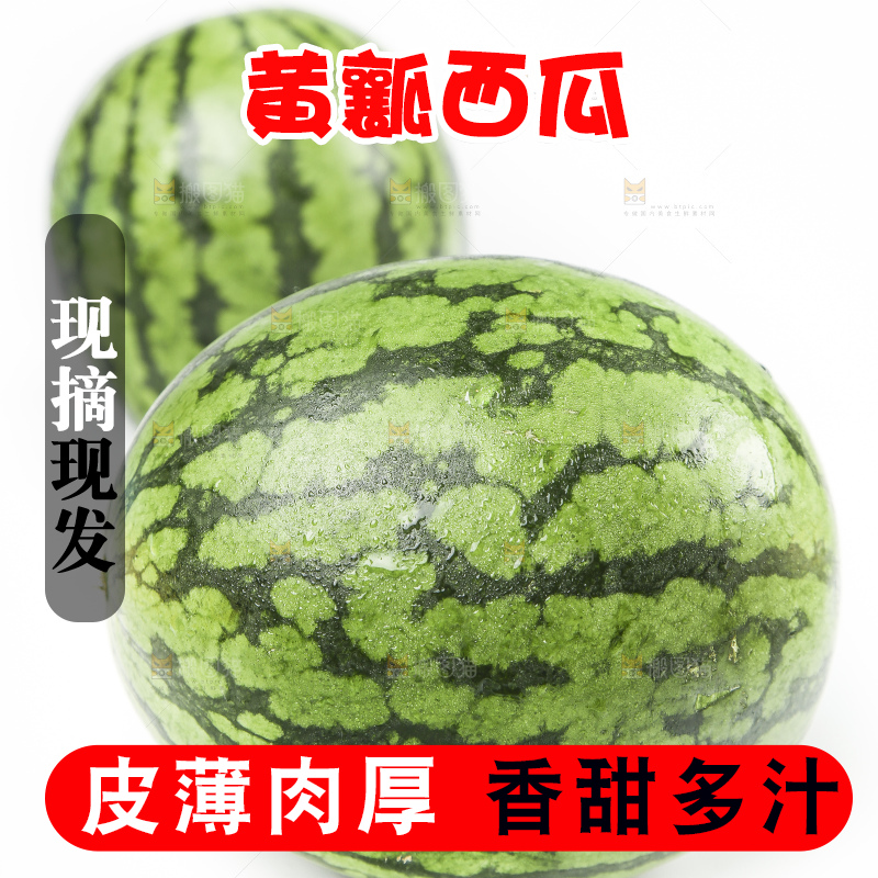 海南新鲜特小凤黄肉西瓜放在白底上