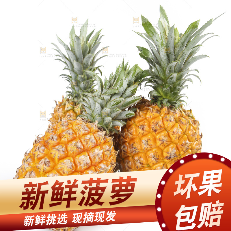 白底上的徐闻菠萝