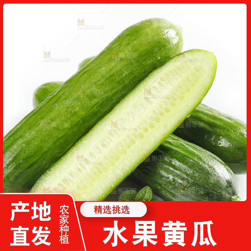 新鲜的山东小青瓜放在白底上