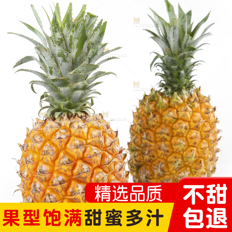 白底上的徐闻菠萝