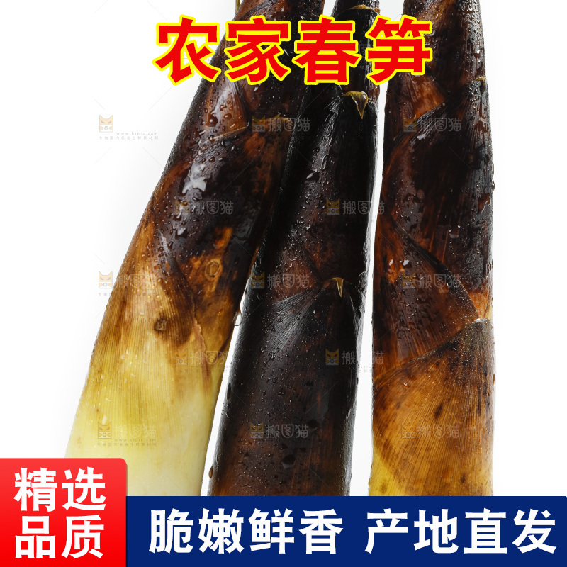 新鲜野生竹笋放在白底上
