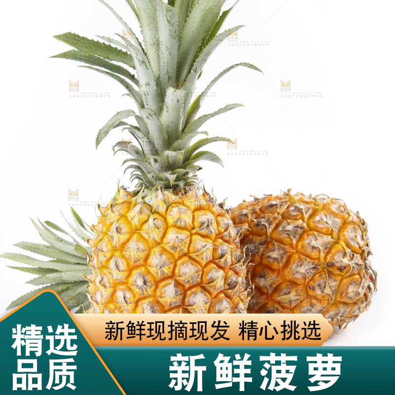 白底上的徐闻菠萝