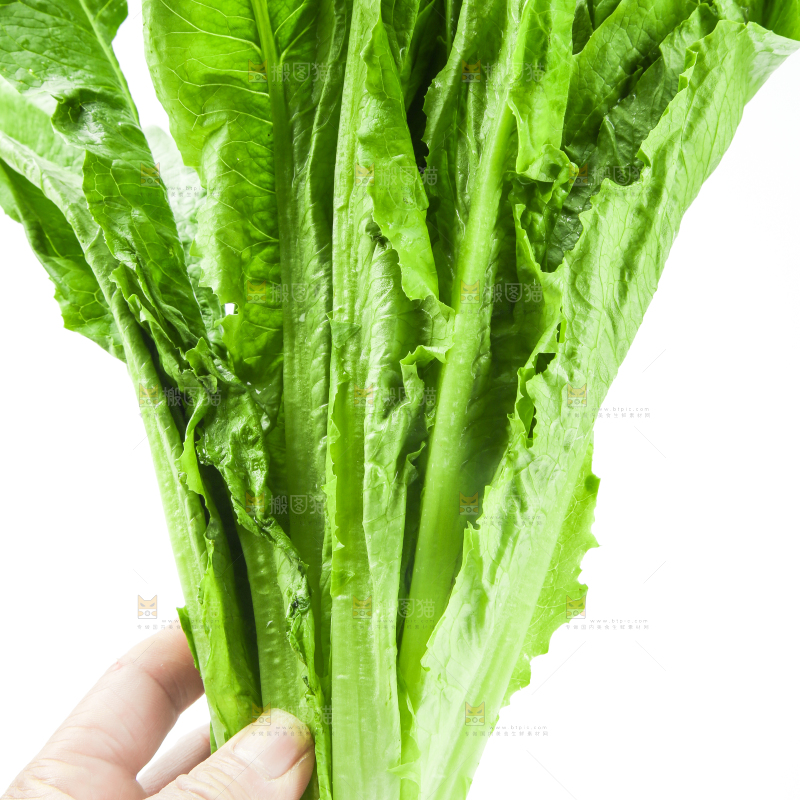 白底上的嫩油麦菜