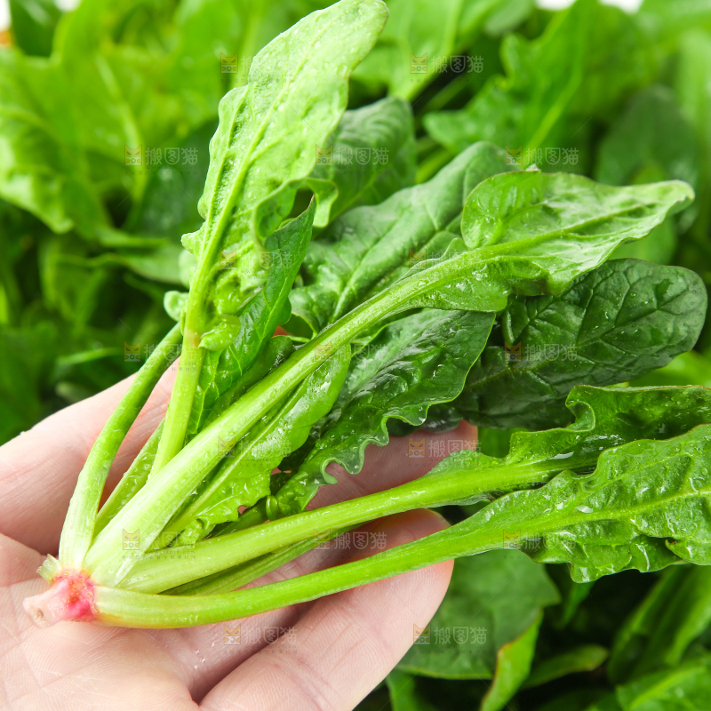 手里拿着嫩菠菜