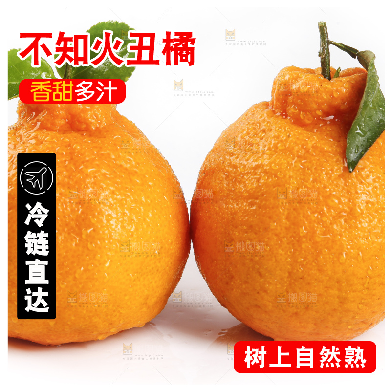 白底上的新鲜丑柑