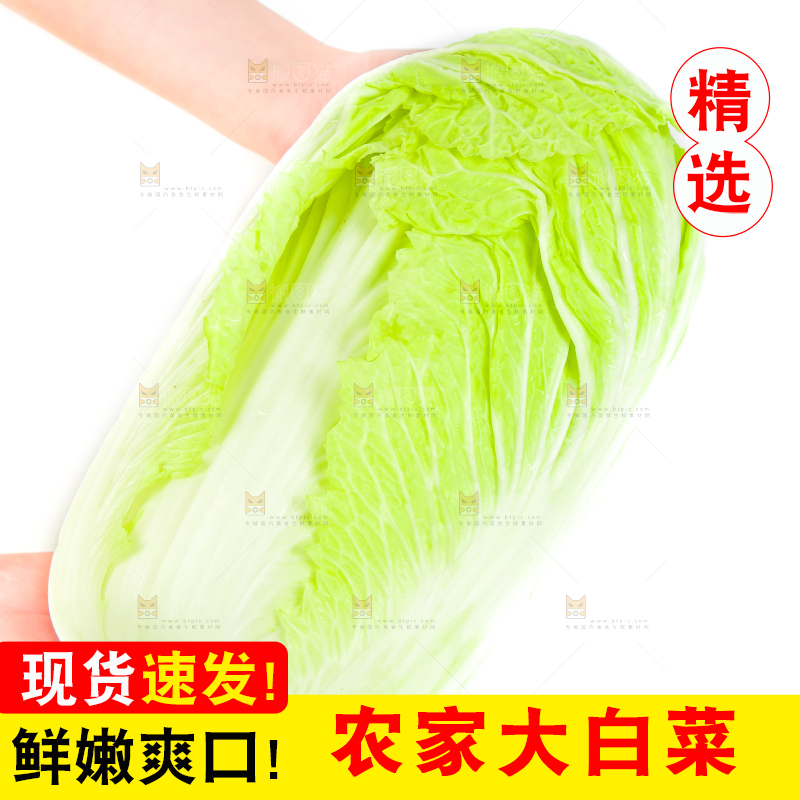 手里拿着山东大白菜