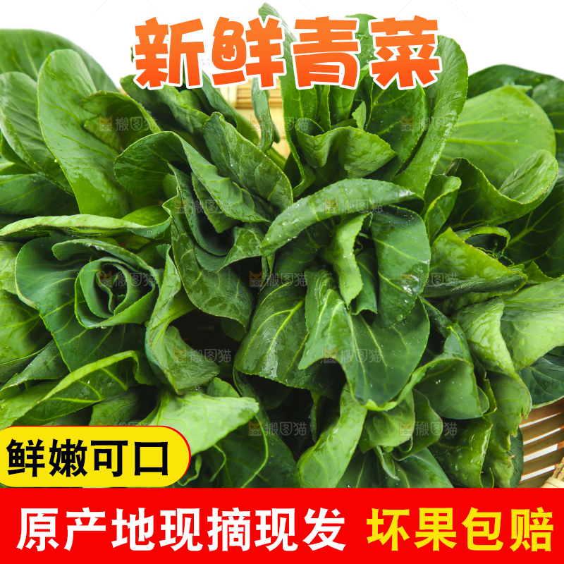 篮子里的新鲜青菜