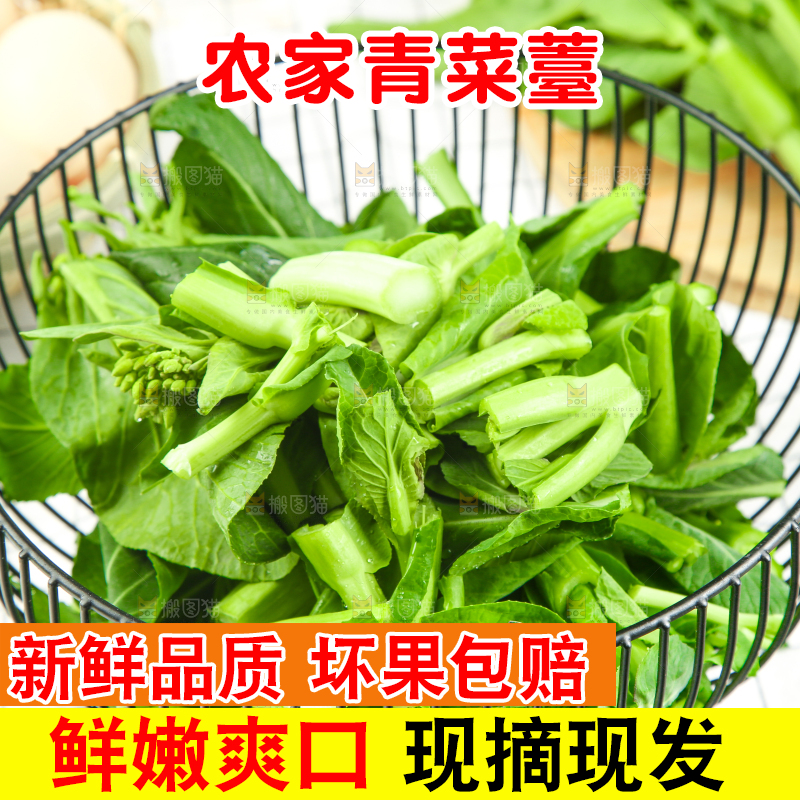格子底上的广东菜心