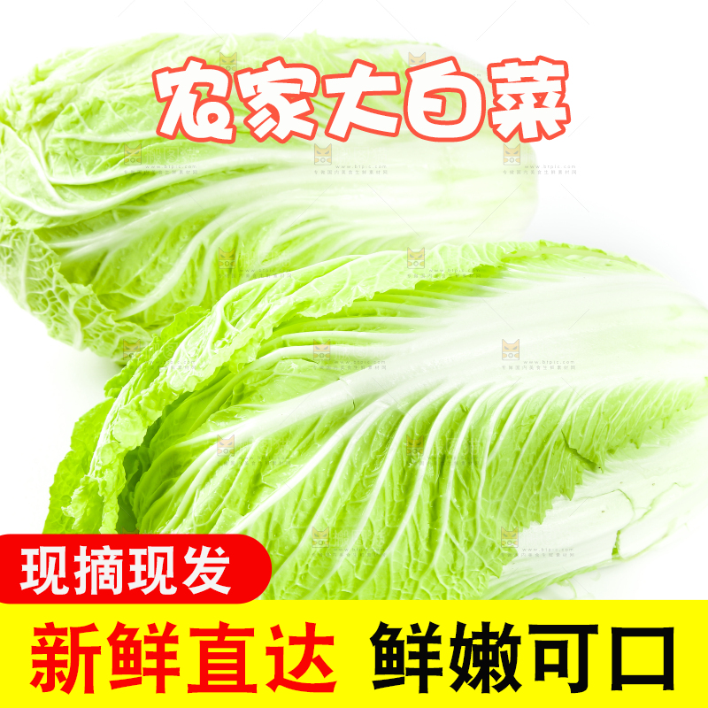 白底上的新鲜大白菜