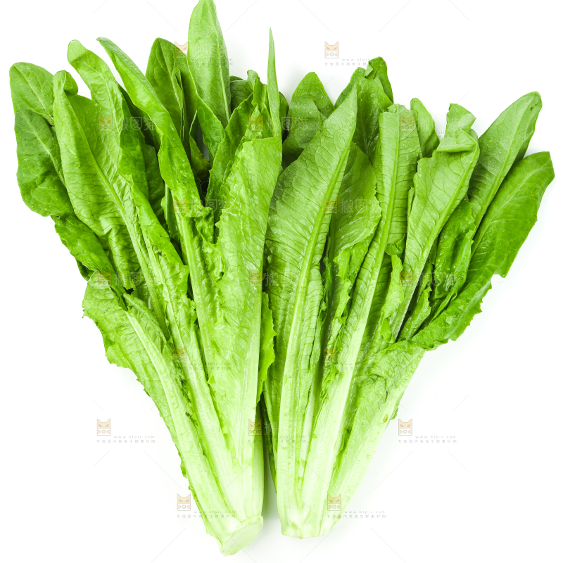 白底上的嫩油麦菜