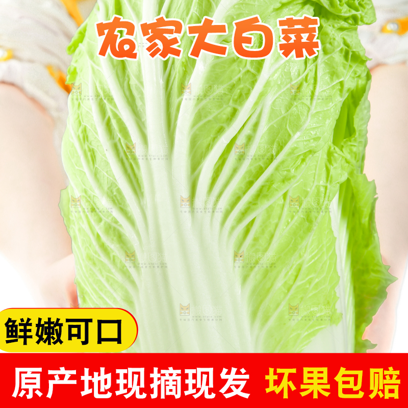 手里拿着山东大白菜
