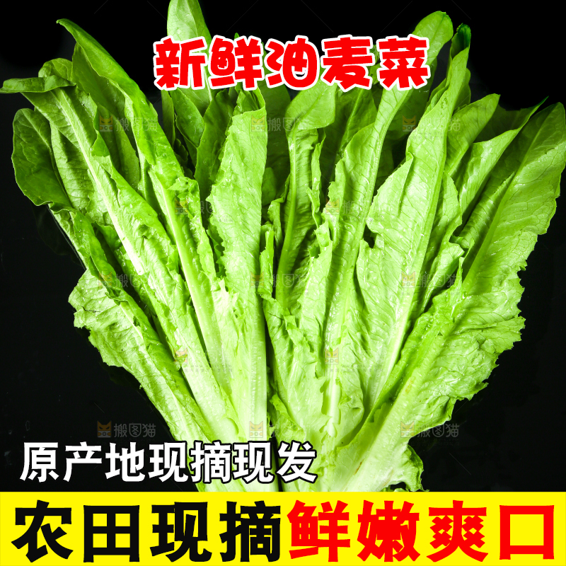 黑底上摆放着油麦菜