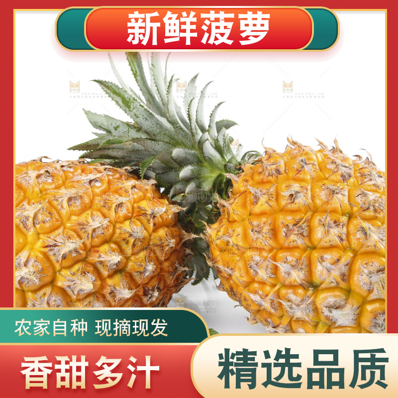 白底上的徐闻菠萝