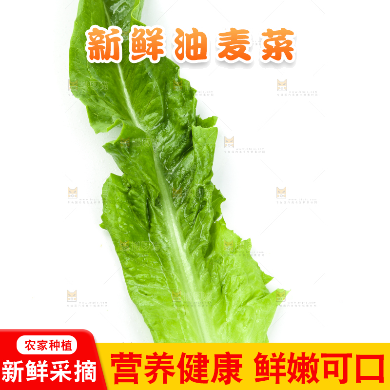 白底上摆放着油麦菜
