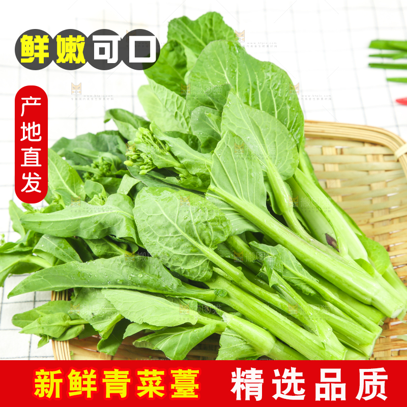 格子底上的广东菜心