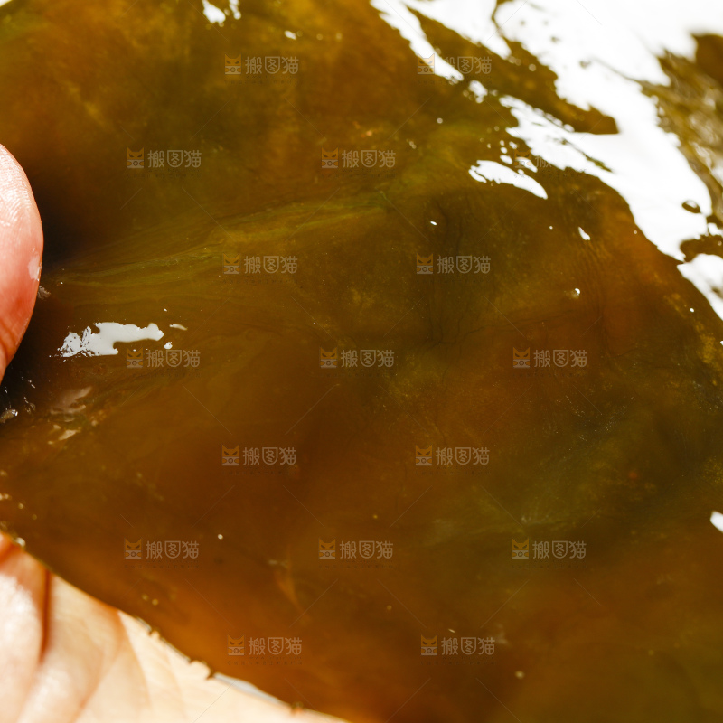 手里拿着海带
