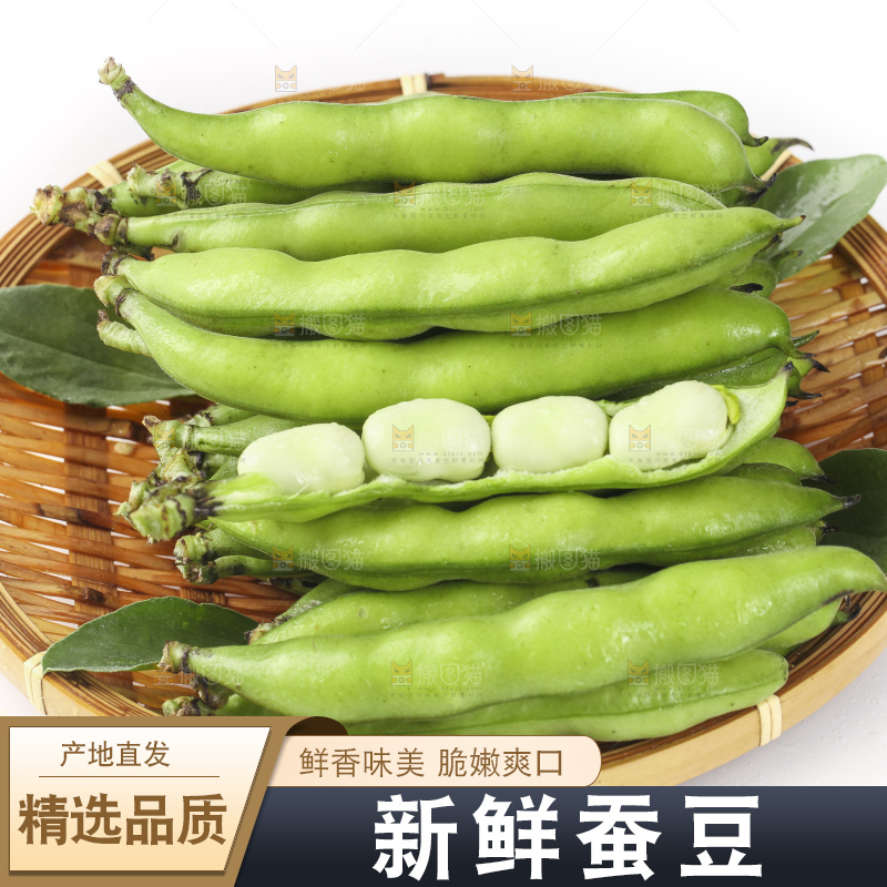 一筐新鲜四川蚕豆放在白底上