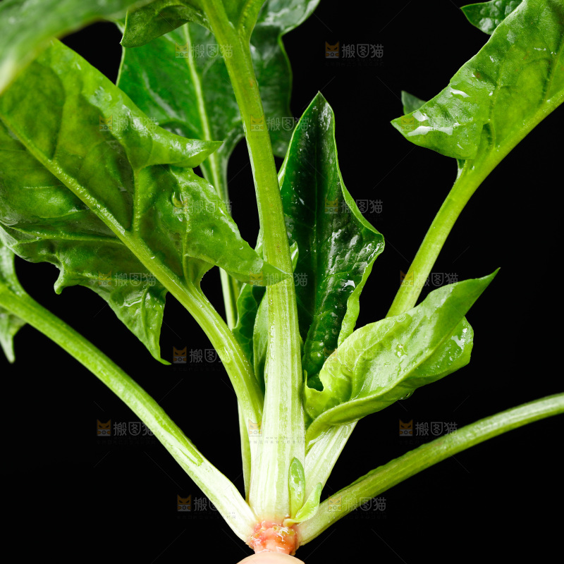 黑底上的菠菜