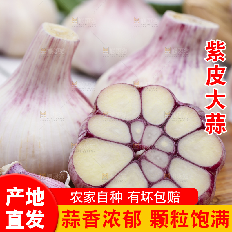 浅底上放着新鲜山东紫皮大蒜头