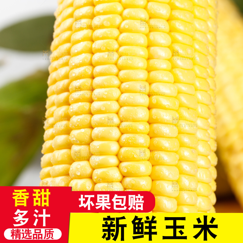 深底上的玉米