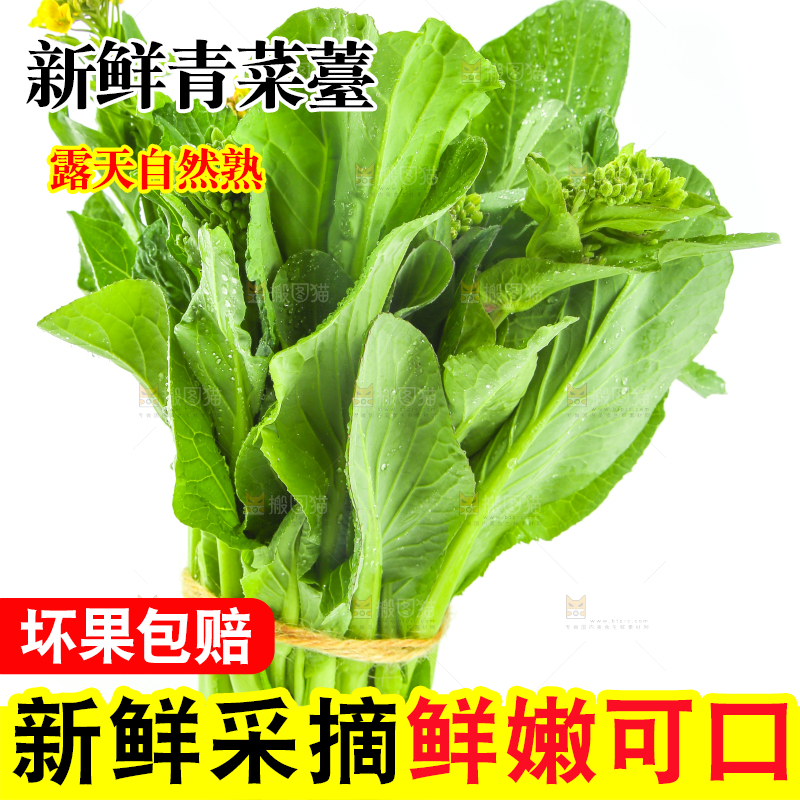 白底上的一把新鲜菜心