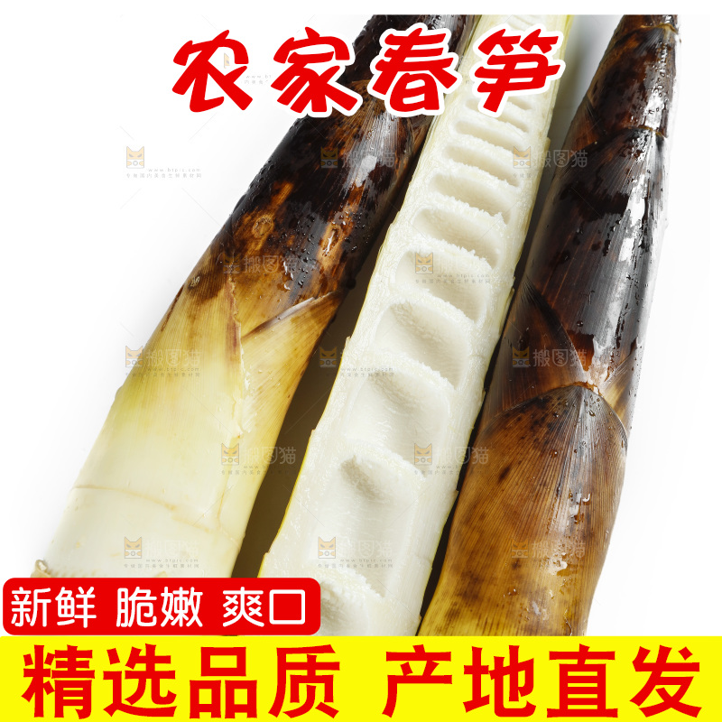新鲜野生竹笋放在白底上