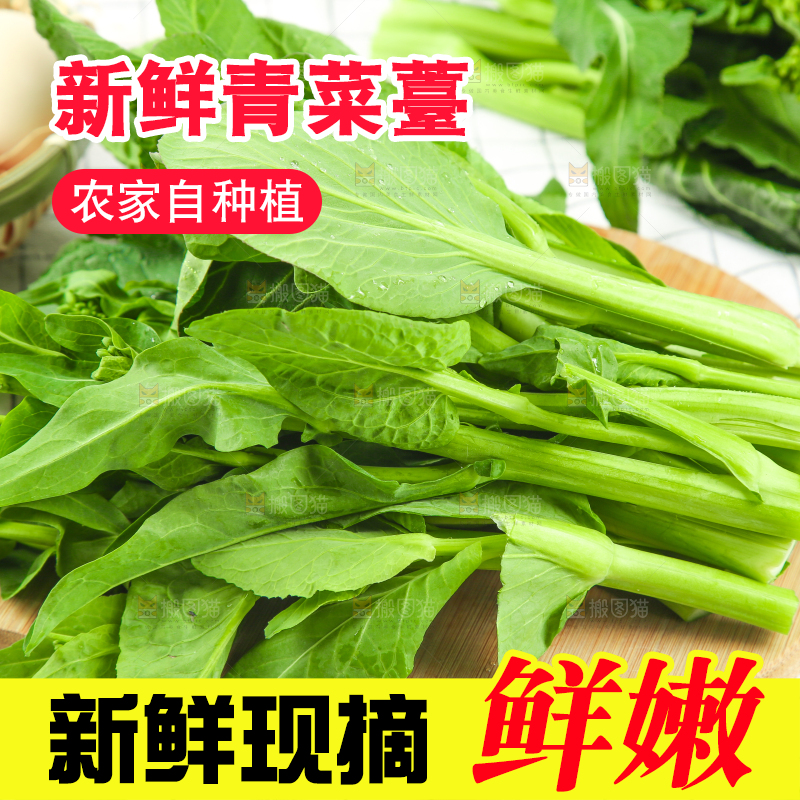格子底上的广东菜心