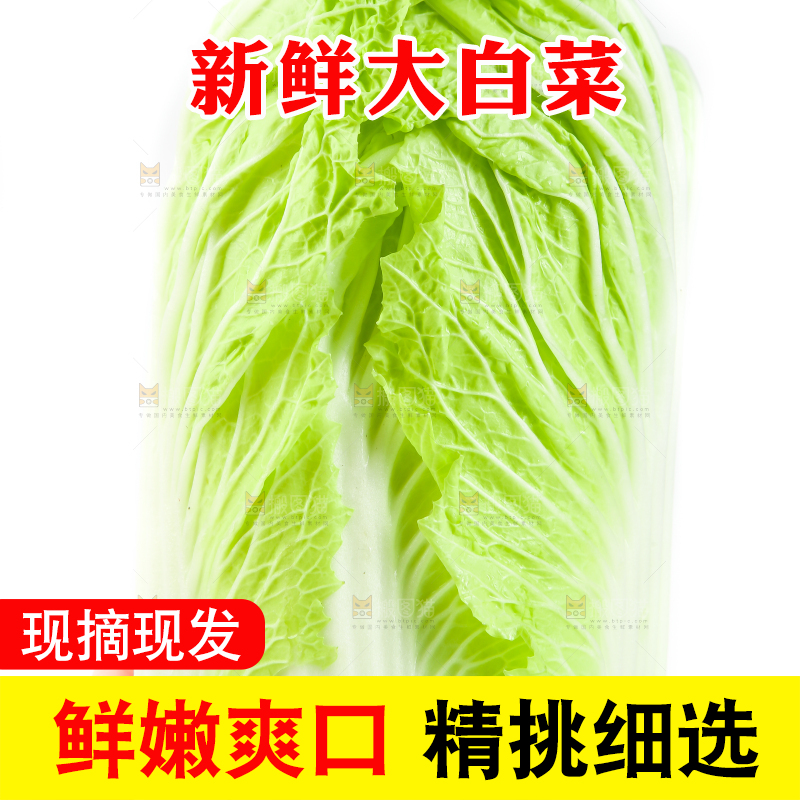 手里拿着山东大白菜
